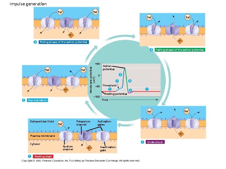 Impulse generation Na+ Na+ K+ K+ Rising phase of the action potential Falling phase Impulse generation Na+ Na+ K+ K+ Rising phase of the action potential Falling phase