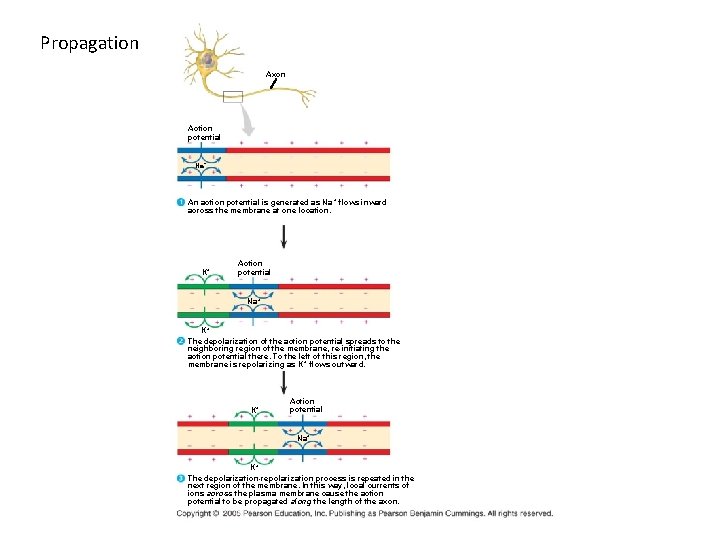 Propagation Axon Action potential Na+ An action potential is generated as Na + flows Propagation Axon Action potential Na+ An action potential is generated as Na + flows