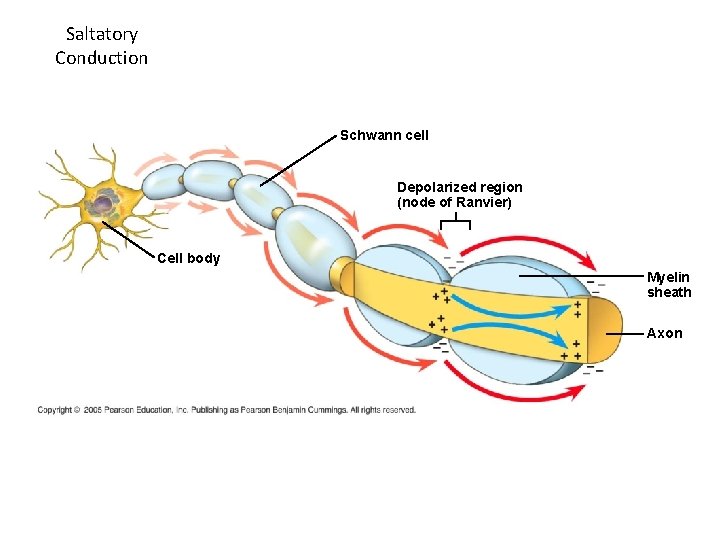 Saltatory Conduction Schwann cell Depolarized region (node of Ranvier) Cell body Myelin sheath Axon Saltatory Conduction Schwann cell Depolarized region (node of Ranvier) Cell body Myelin sheath Axon