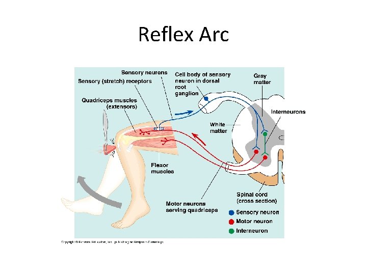 Reflex Arc Reflex Arc