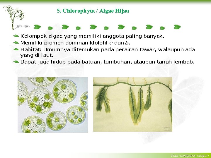 5. Chlorophyta / Algae Hijau Kelompok algae yang memiliki anggota paling banyak. Memiliki pigmen