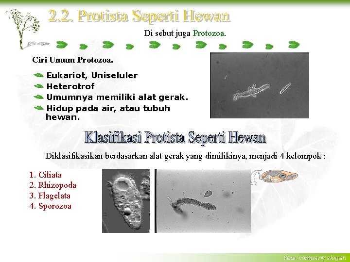 Di sebut juga Protozoa. Ciri Umum Protozoa. Eukariot, Uniseluler Heterotrof Umumnya memiliki alat gerak.