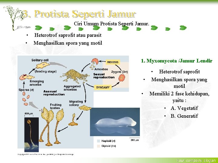 Ciri Umum Protista Seperti Jamur. • Heterotrof saprofit atau parasit • Menghasilkan spora yang