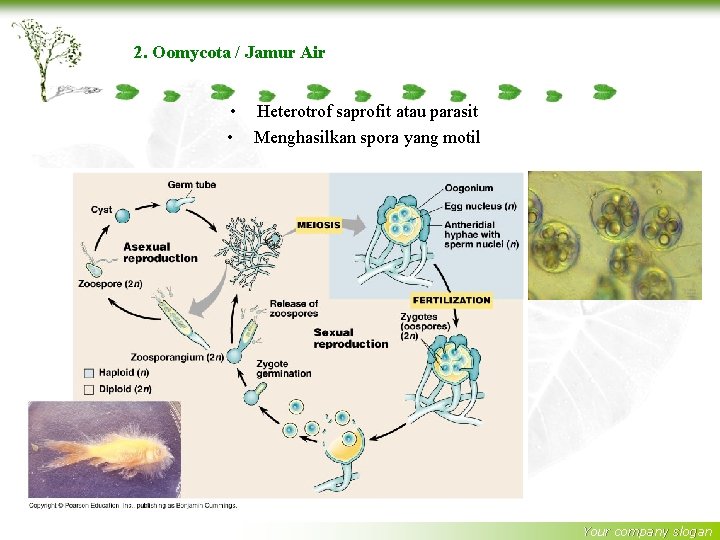 2. Oomycota / Jamur Air • Heterotrof saprofit atau parasit • Menghasilkan spora yang