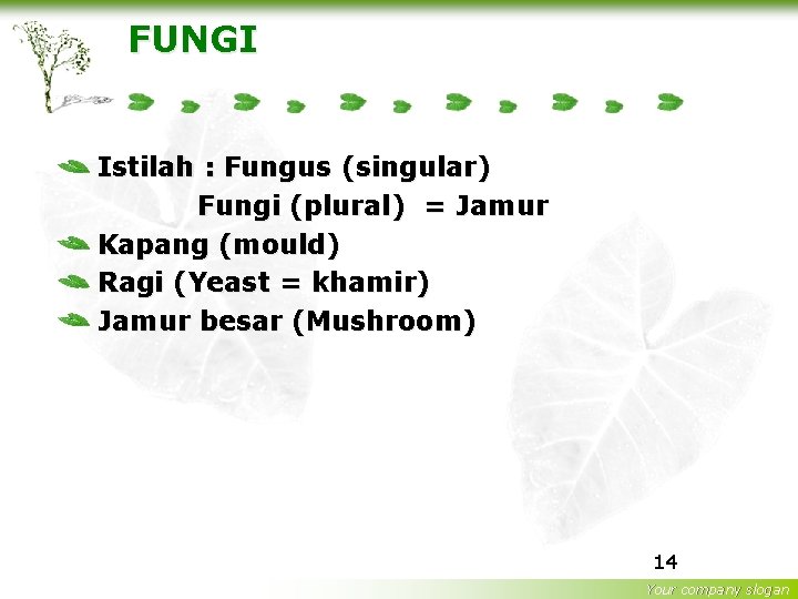 FUNGI Istilah : Fungus (singular) Fungi (plural) = Jamur Kapang (mould) Ragi (Yeast =