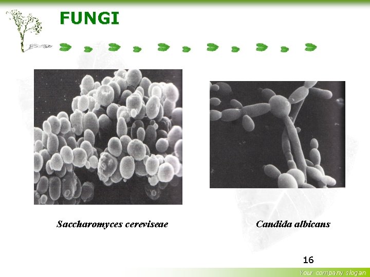 FUNGI Saccharomyces cereviseae Candida albicans 16 Your company slogan 