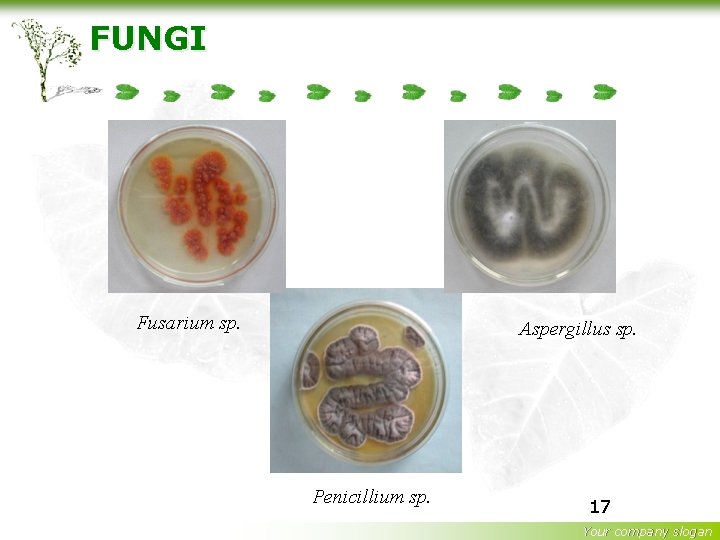 FUNGI Fusarium sp. Aspergillus sp. Penicillium sp. 17 Your company slogan 