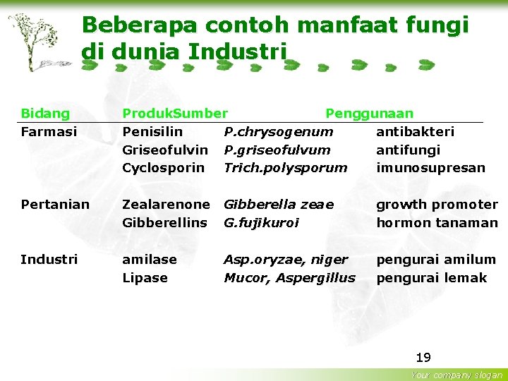 Beberapa contoh manfaat fungi di dunia Industri Bidang Farmasi Produk. Sumber Penggunaan Penisilin P.