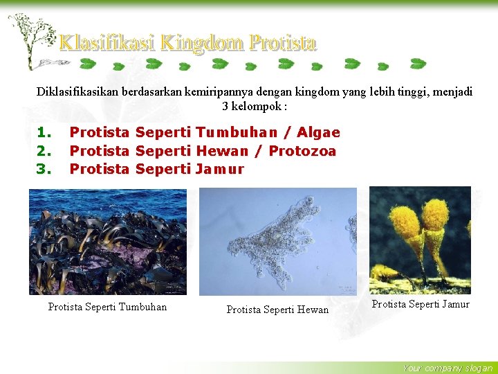 Diklasifikasikan berdasarkan kemiripannya dengan kingdom yang lebih tinggi, menjadi 3 kelompok : 1. 2.