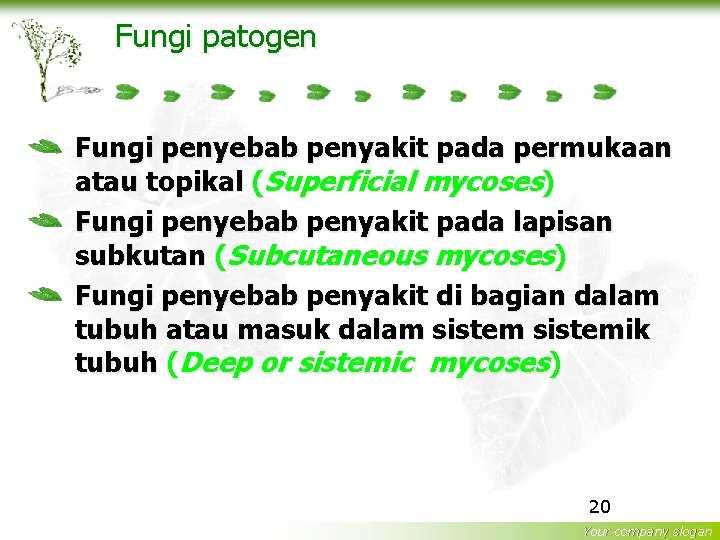 Fungi patogen Fungi penyebab penyakit pada permukaan atau topikal (Superficial mycoses) Fungi penyebab penyakit