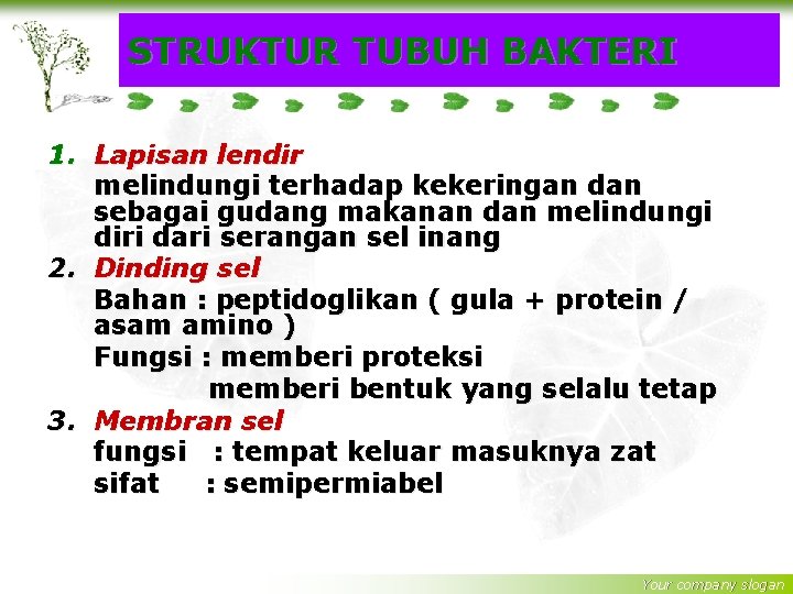 STRUKTUR TUBUH BAKTERI 1. Lapisan lendir melindungi terhadap kekeringan dan sebagai gudang makanan dan