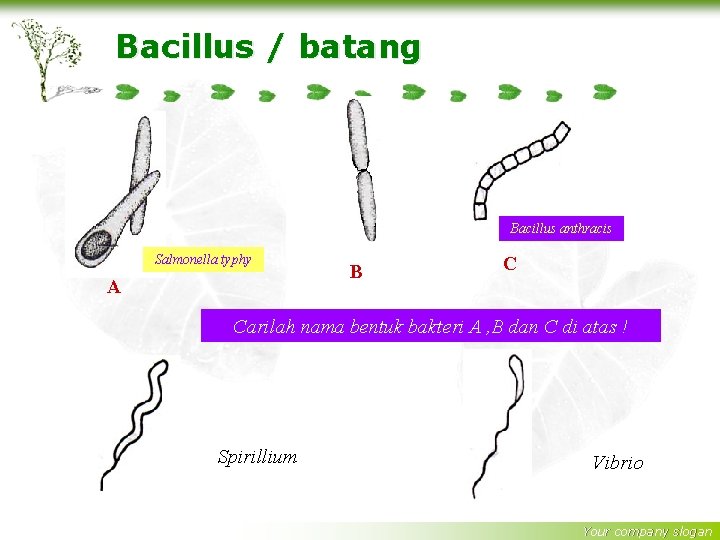 Bacillus / batang Bacillus anthracis Salmonella typhy A B C Carilah nama bentuk bakteri