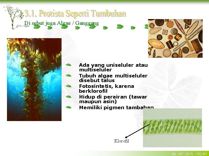 Di sebut juga Algae / Ganggang Ada yang uniseluler atau multiseluler Tubuh algae multiseluler
