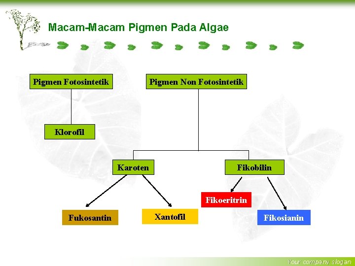 Macam-Macam Pigmen Pada Algae Pigmen Fotosintetik Pigmen Non Fotosintetik Klorofil Karoten Fikobilin Fikoeritrin Fukosantin