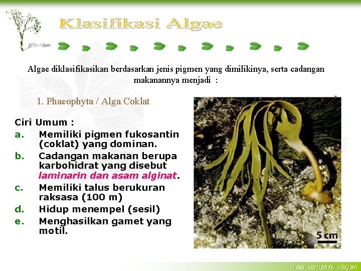 Algae diklasifikasikan berdasarkan jenis pigmen yang dimilikinya, serta cadangan makanannya menjadi : 1. Phaeophyta