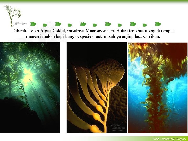 Hutan Bawah Laut Dibentuk oleh Algae Coklat, misalnya Macrocystis sp. Hutan tersebut menjadi tempat