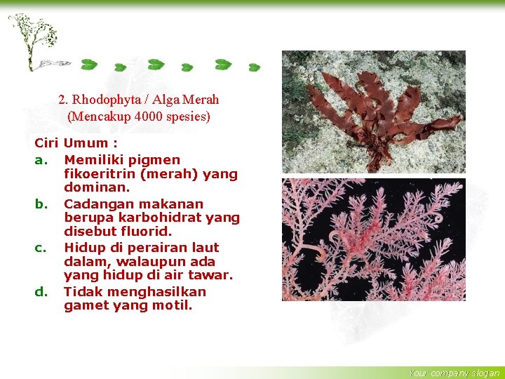 2. Rhodophyta / Alga Merah (Mencakup 4000 spesies) Ciri Umum : a. Memiliki pigmen