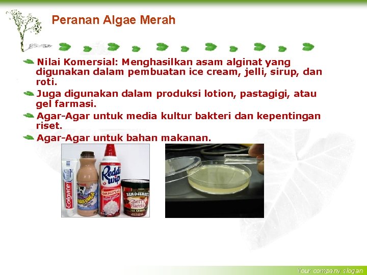 Peranan Algae Merah Nilai Komersial: Menghasilkan asam alginat yang digunakan dalam pembuatan ice cream,