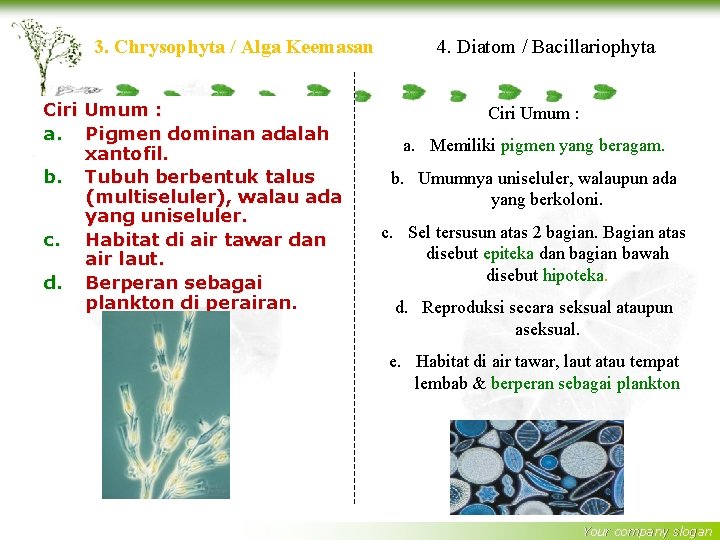 3. Chrysophyta / Alga Keemasan Ciri Umum : a. Pigmen dominan adalah xantofil. b.