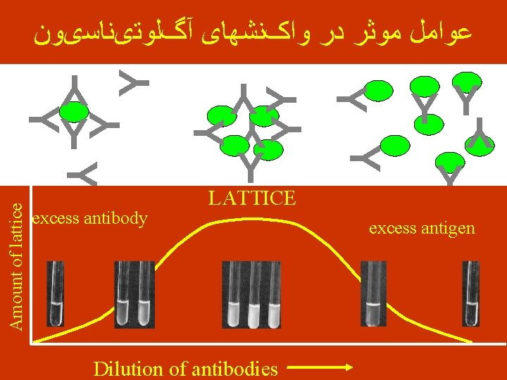  ﻋﻮﺍﻣﻞ ﻣﻮﺛﺮ ﺩﺭ ﻭﺍکﻨﺸﻬﺎی آگﻠﻮﺗیﻨﺎﺳیﻮﻥ Y YY Y Y Amount of lattice LATTICE