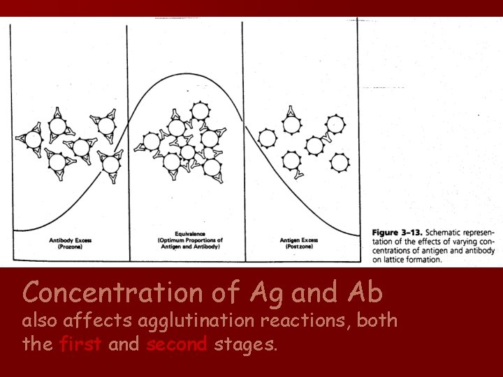 Concentration of Ag and Ab also affects agglutination reactions, both the first and second