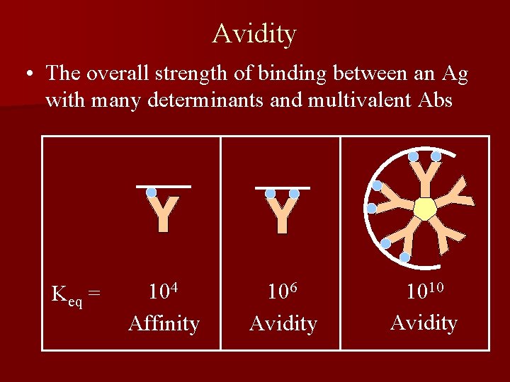 Avidity • The overall strength of binding between an Ag with many determinants and