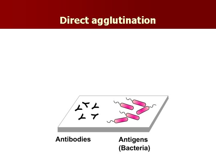 Direct agglutination Example # 2 – Using bacteria n. (Ag) looking for Ab in