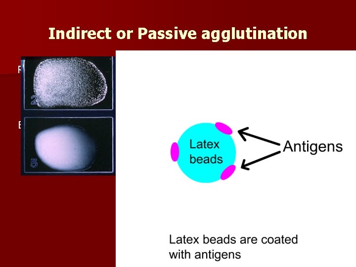 Indirect or Passive agglutination Results when inert particles are n coated with soluble Ags