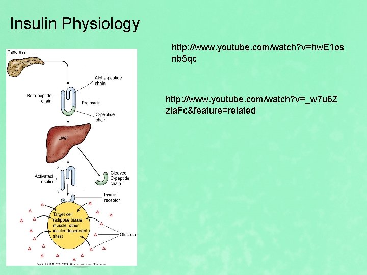 Insulin Physiology http: //www. youtube. com/watch? v=hw. E 1 os nb 5 qc http: