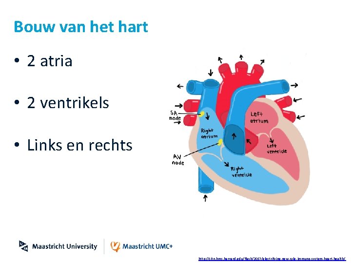 Bouw van het hart • 2 atria • 2 ventrikels • Links en rechts