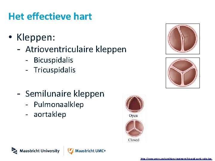 Het effectieve hart • Kleppen: - Atrioventriculaire kleppen - Bicuspidalis - Tricuspidalis - Semilunaire