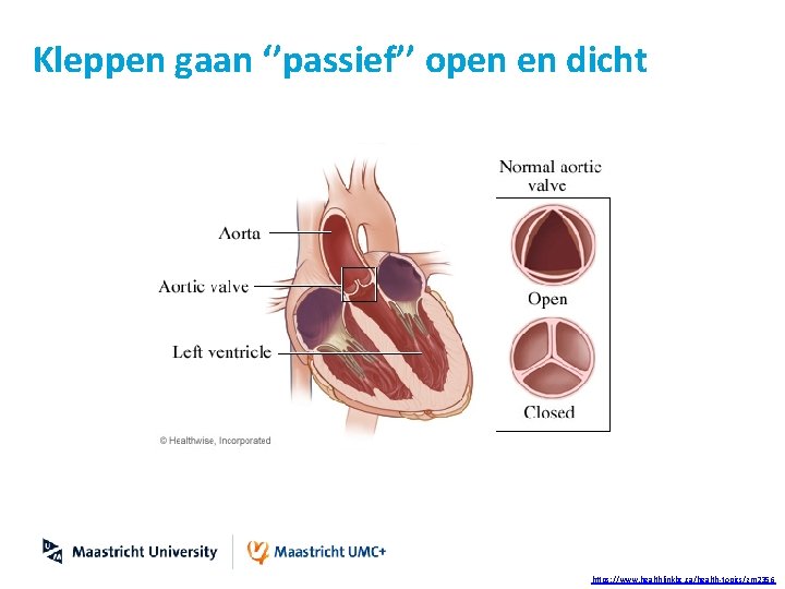 Kleppen gaan ‘’passief’’ open en dicht https: //www. healthlinkbc. ca/health-topics/zm 2356 