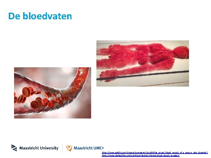 De bloedvaten https: //www. reddit. com/r/creepy/comments/2 sp 38 b/the_actual_blood_vessels_of_a_person_who_donated / https: //www. thehealthy. com/nutrition/vitamins/vitamin-blood-vessels-younger/