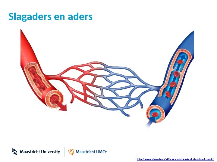 Slagaders en aders https: //www. dkfindout. com/uk/human-body/heart-and-blood/blood-vessels/ 