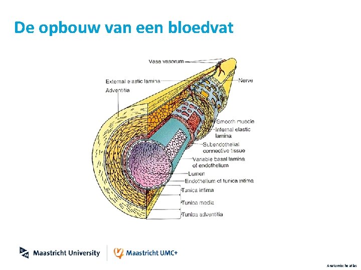 De opbouw van een bloedvat Anatomische atlas 