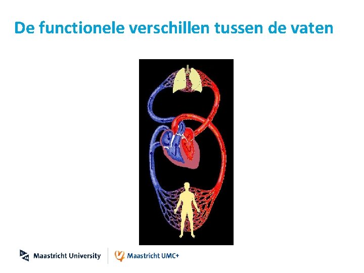 De functionele verschillen tussen de vaten 