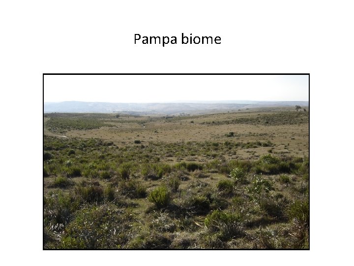 Pampa biome 