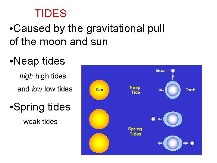 TIDES • Caused by the gravitational pull of the moon and sun • Neap