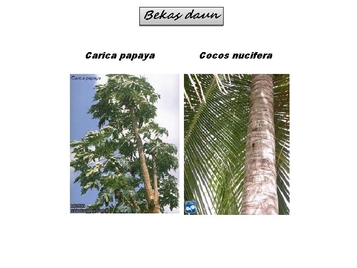 Bekas daun Carica papaya Cocos nucifera 