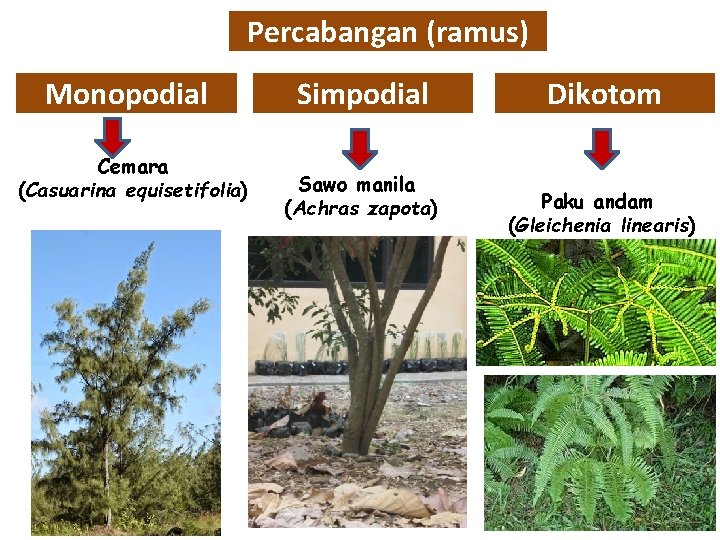 Percabangan (ramus) Monopodial Cemara (Casuarina equisetifolia) Simpodial Sawo manila (Achras zapota) Dikotom Paku andam