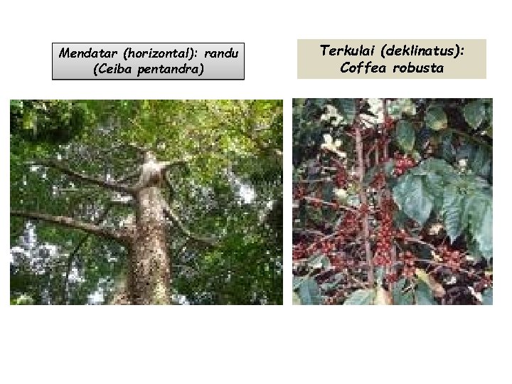 Mendatar (horizontal): randu (Ceiba pentandra) Terkulai (deklinatus): Coffea robusta 