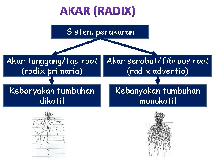 Sistem perakaran Akar tunggang/tap root Akar serabut/fibrous root (radix primaria) (radix adventia) Kebanyakan tumbuhan