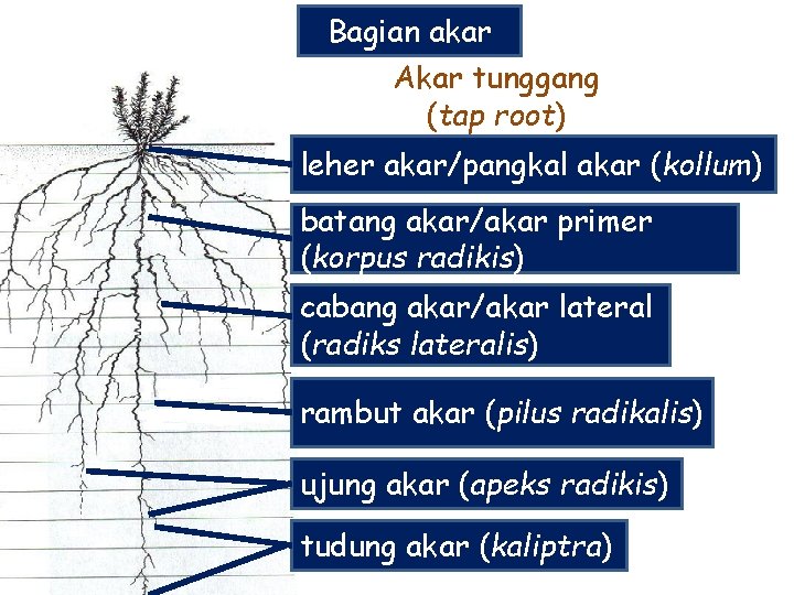 Bagian akar Akar tunggang (tap root) leher akar/pangkal akar (kollum) batang akar/akar primer (korpus