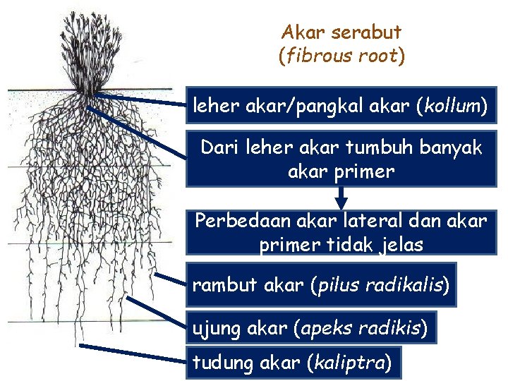 Akar serabut (fibrous root) leher akar/pangkal akar (kollum) Dari leher akar tumbuh banyak akar