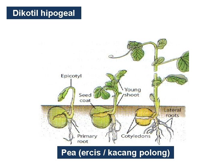 Dikotil hipogeal Pea (ercis / kacang polong) 