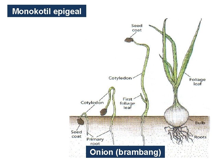 Monokotil epigeal Onion (brambang) 