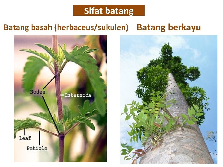 Sifat batang Batang basah (herbaceus/sukulen) Batang berkayu 