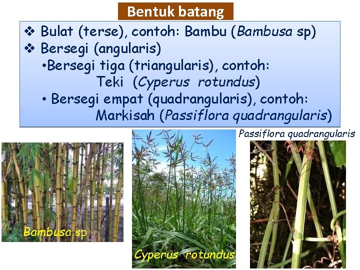 Bentuk batang v Bulat (terse), contoh: Bambu (Bambusa sp) v Bersegi (angularis) • Bersegi