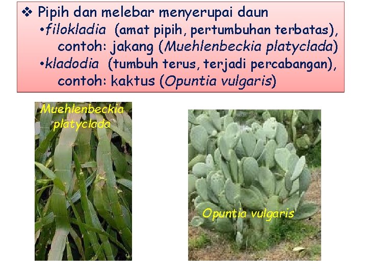 v Pipih dan melebar menyerupai daun • filokladia (amat pipih, pertumbuhan terbatas), contoh: jakang