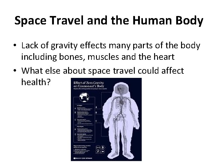 Space Travel and the Human Body • Lack of gravity effects many parts of